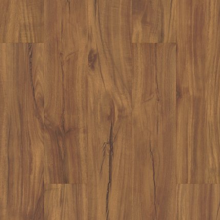 Gold Coast Acacia